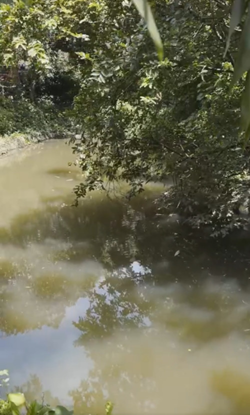 Trong ao 800m2, nghệ sĩ Chí Trung từng nuôi nhiều loại cá. Ảnh: chụp màn hình