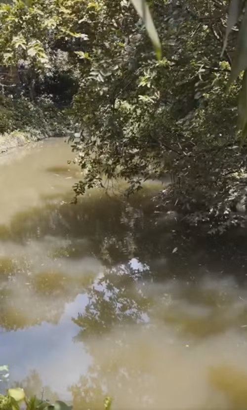 Trong ao 800m2, nghệ sĩ Chí Trung từng nuôi nhiều loại cá. Ảnh: chụp màn hình