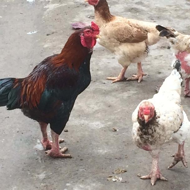 Loại gà này có tên Móng bởi giống gà này là bản địa, được người dân nơi đây phát hiện và nhân giống từ thôn Móng (nay là xã Tiên Phong). Ảnh: TraigiongThuha