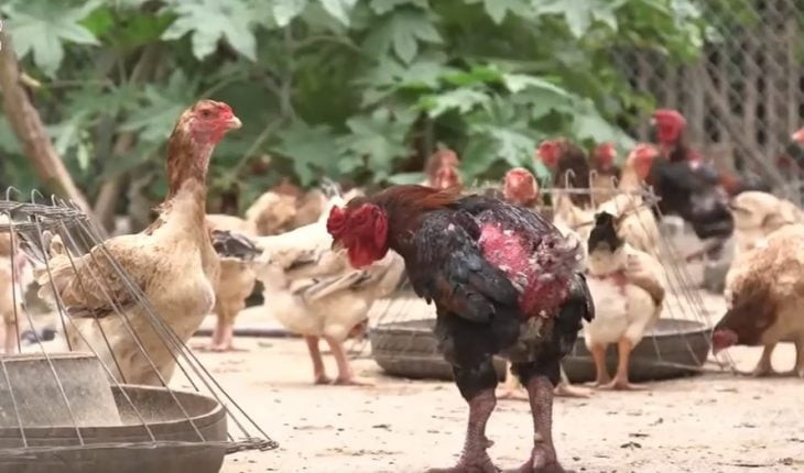 Giá gà Móng dao động từ 120.000 - 200.000 đồng/kg, tùy vào độ tuổi gà. Ảnh: Internet