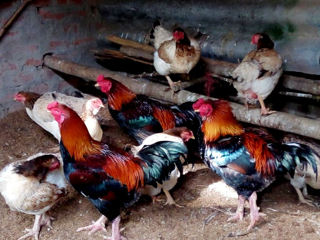 Gà Móng dễ nuôi, cũng chỉ ăn lúa, ngô, khoai, sắn nghiền như các loại gà khác. Ảnh: Internet