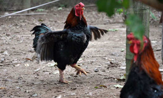 Loại gà trống trưởng thành, dáng đẹp, chân to, vảy xếp đều... giá có thể tới cả triệu đồng. Ảnh: Truyền hình Hà Nam