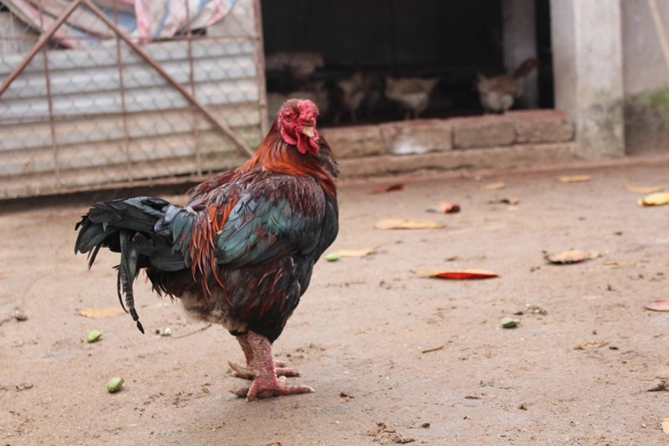 Dù nằm trong Sách đỏ nhưng gà Móng là loài vật duy nhất không bị cấm nuôi, buôn bán, vận chuyển theo quy định về bảo tồn theo cách mới. Vì vậy, những ngày giáp Tết, tại xã Tiên Phong, thương lái từ khắp nơi đổ về “săn” gà Móng. Ảnh: Dân trí