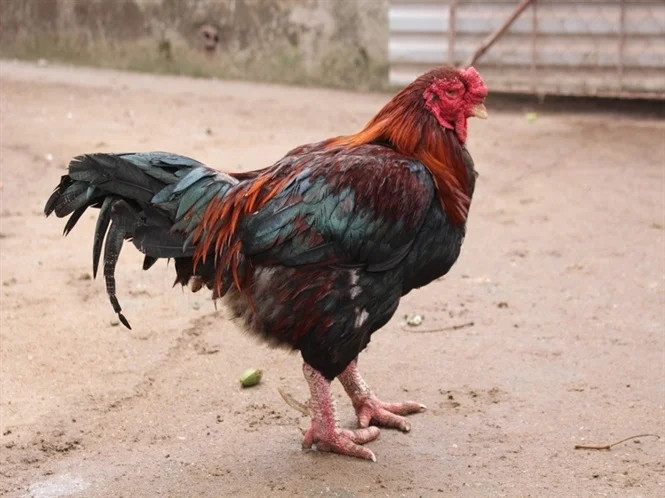 Không được săn đón rầm rộ như gà Đông Tảo nhưng gà Móng cũng được người tiêu dùng ưa chuộng trong dịp Tết. Ảnh: Nông nghiệp