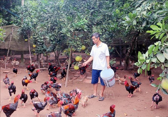 Gà Móng được nuôi từ 6 - 7 tháng mới có thể bán, trọng lượng mỗi con trung bình là 3,5 kg. Nếu chăm sóc tốt gà Móng có thể đạt 4 kg. Ảnh: TTXVN