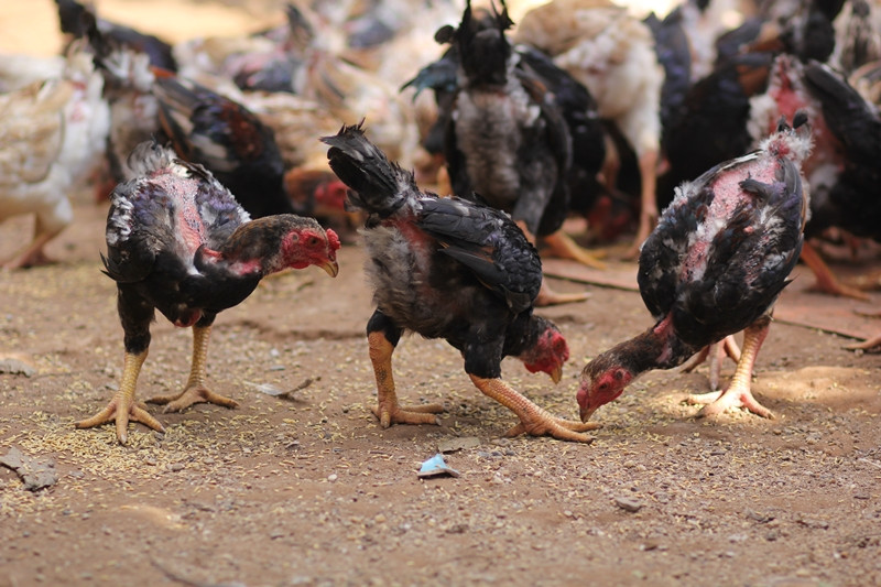 Dù thị trường gà Móng không quá sôi động như nhiều năm trước, song cận Tết, gà trống trưởng thành dáng đẹp ở Tiên Phong được người dân đổ xô đi “săn đón”. Ảnh: Internet