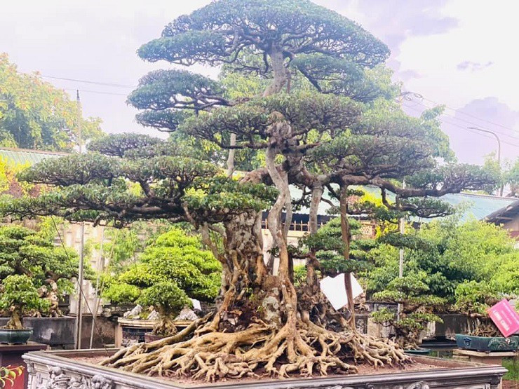 Có những người từng trả hàng trăm tỷ đồng nhưng chủ nhân không bán. Bởi, cây sanh cổ gần như là duy nhất, là số một nên bán đi là mình không mua được nữa. Ảnh: Người đưa tin