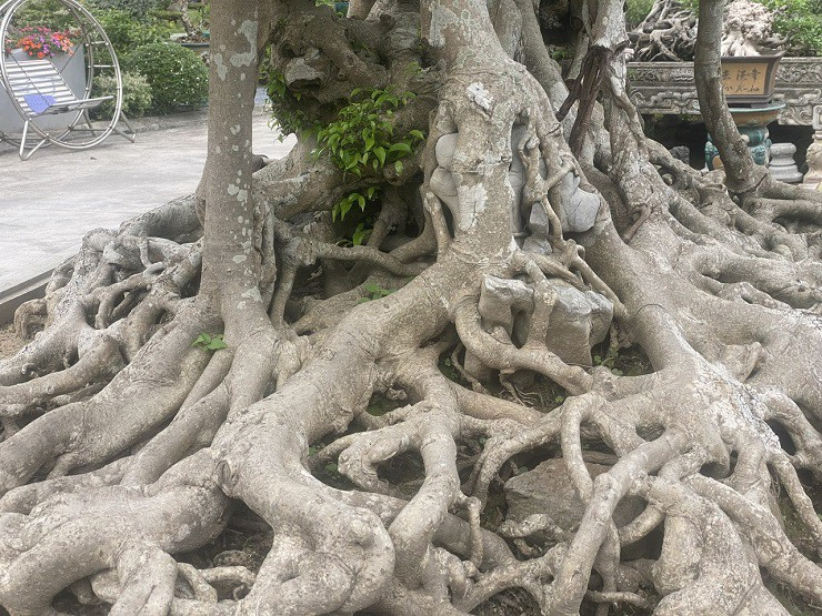 Tác phẩm sanh Long Chúa được đánh giá là có đầy đủ các yếu tố cổ - kỳ - mỹ. Ảnh: Người đưa tin