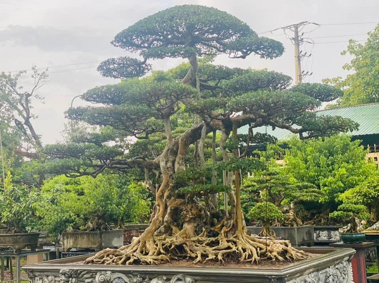 Nổi tiếng trong giới sinh vật cảnh nhiều năm nay, cây sanh Long Chúa được coi là cây sanh cổ nhất ở làng cây cảnh Việt Nam với khoảng 200 năm tuổi. Ảnh: Người đưa tin