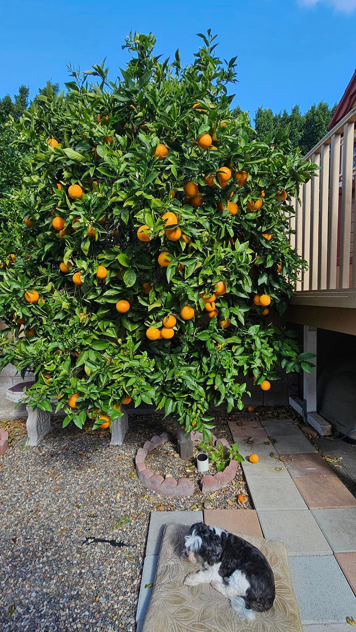 Nữ ca sĩ trồng nhiều giống cây từ Việt Nam như chanh, quất,ớt...