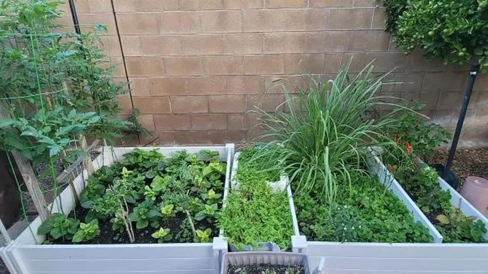 Các loại rau thơm cũng tốt um.