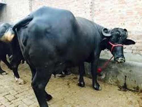 Trâu Murrah đực trưởng thành nặng từ 650–730 kg/con, một số con có thể nặng tới 1.000 kg, chiều cao trung bình là 142cm. Ảnh: Indiamart