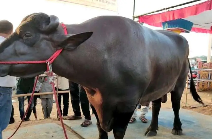 Arvind cho biết, mỗi ngày con trâu được cho ăn 1 kg bơ ghee, nửa kg bơ thường, 200 gram mật ong, 25 lít sữa, 1 kg hạt điều-hạnh nhân... Ảnh: Krishi Jagran