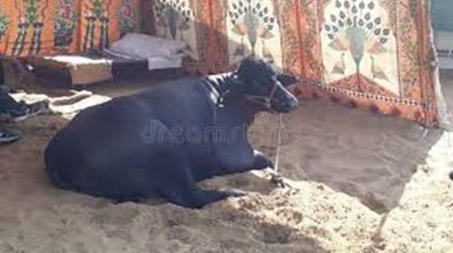 Bhima lần đầu tiên được giới thiệu tại hội nghị công nghệ nông nghiệp ở Udaipur năm 2017 khi nó được 4 tuổi và đã giành giải "con vật tốt nhất". Ảnh: Dreamstime