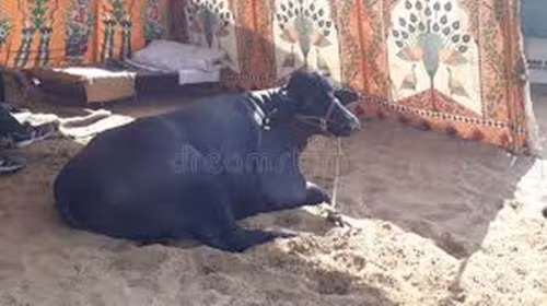 Bhima lần đầu tiên được giới thiệu tại hội nghị công nghệ nông nghiệp ở Udaipur năm 2017 khi nó được 4 tuổi và đã giành giải "con vật tốt nhất". Ảnh: Dreamstime