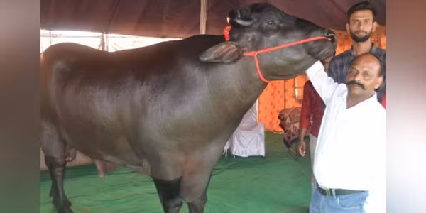 Với cân nặng lên tới 1,3 tấn, con trâu có tên Bhima thuộc giống Murrah đã trở thành tâm điểm chú ý khi xuất hiện tại Hội chợ thường niên Pushkar (thành phố Pushkar, bang Rajasthan, Ấn Độ). Ảnh: EPS