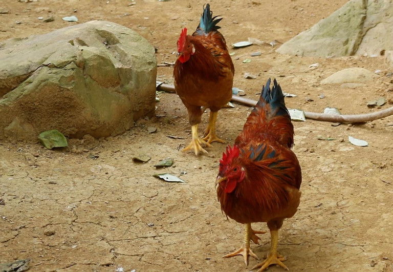 Tương truyền, trước kia, gà chín cựa được người dân dùng để cung tiến vua. Đây là loại gà có nguồn gốc từ gà rừng, được người dân tộc Dao và Mường ở Phú Thọ bắt về nuôi. Ảnh: Dân trí