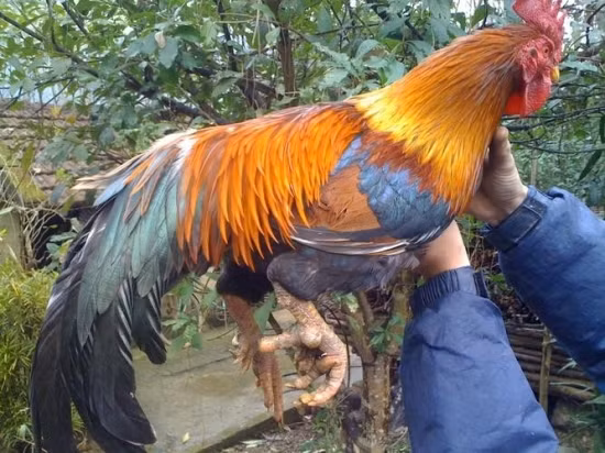 Giống gà nhiều cựa có kích cỡ nhỏ, cân nặng chỉ dao động 1,4 - 1,8 kg đối với gà mái, còn gà trống từ 1,9 - 2,3kg. Ảnh: Baobienphong