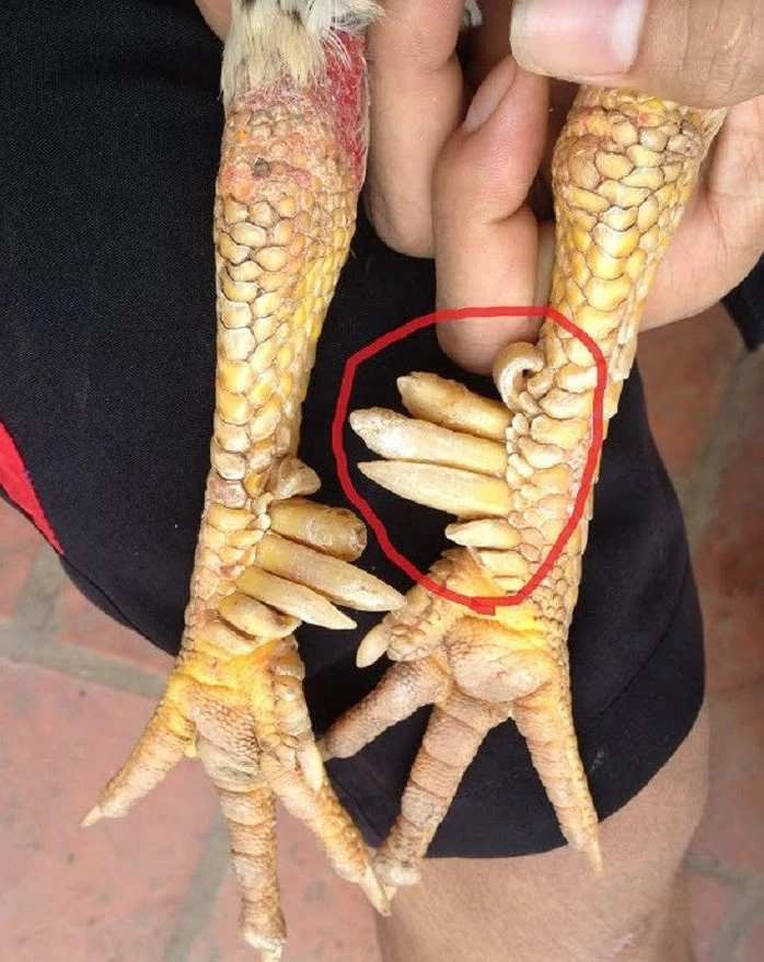 Điểm đặc biệt và giá trị nhất của giống gà nhiều cựa nằm ở đôi chân. Khi mới nở, chúng có 6 cựa. Trong quá trình nuôi, chúng lại mọc thêm 2 cựa ở 2 chân. Một số con gà đột biến có 9 cựa. Ảnh: Người lao động