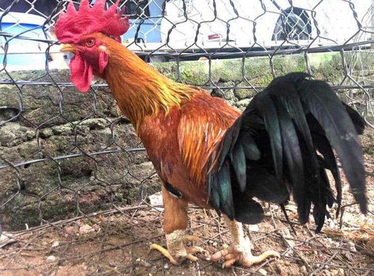 Vì thế, thịt gà chín cựa cũng thơm ngon đặc trưng, chắc và ngọt thịt khác hẳn các giống gà bình thường. Ảnh: Cand