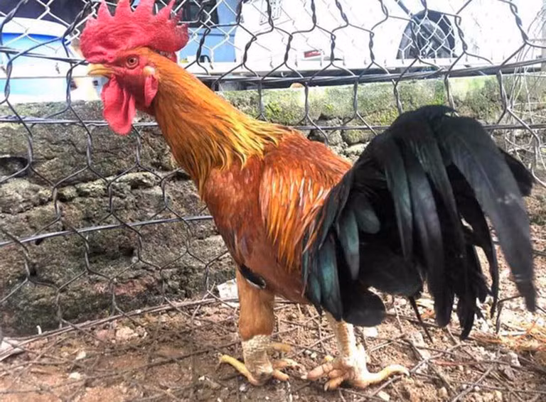 Vì thế, thịt gà chín cựa cũng thơm ngon đặc trưng, chắc và ngọt thịt khác hẳn các giống gà bình thường. Ảnh: Cand