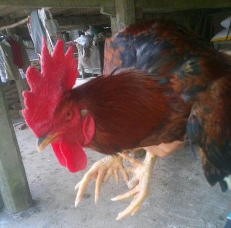 Có nguồn gốc gà rừng, gà chín cựa thích hợp với hình thức nuôi thả đồi nên chúng chạy rất khỏe. Thức ăn chủ yếu là ngô, lúa. Ảnh: Vietnamnet