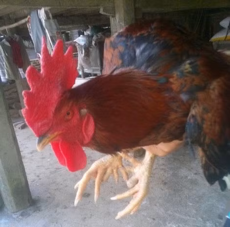 Có nguồn gốc gà rừng, gà chín cựa thích hợp với hình thức nuôi thả đồi nên chúng chạy rất khỏe. Thức ăn chủ yếu là ngô, lúa. Ảnh: Vietnamnet