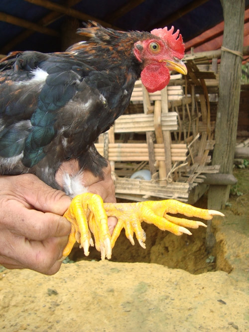 Đặc biệt, gà nuôi càng lâu thịt càng giòn, ngọt, thơm ngon chứ không xơ, dai như gà bình thường. Ảnh: Gia Đình và Xã Hội