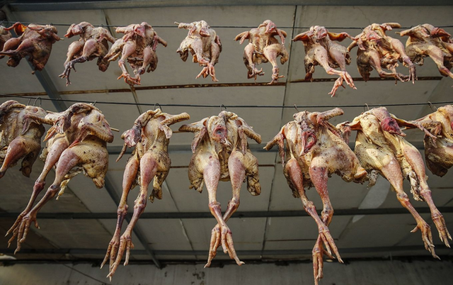 Sau đó, con gà bị xát muối, ướp thảo mộc, gia vị vào bên trong. Tiếp theo, gà mới bị vặt lông rồi khâu lại và treo lên giàn phơi trước gió. Ảnh: Chinanews