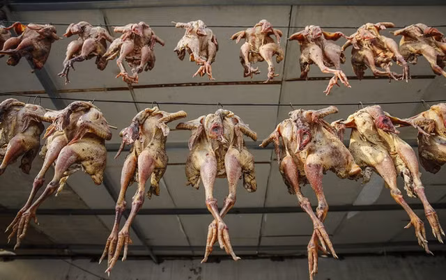 Sau đó, con gà bị xát muối, ướp thảo mộc, gia vị vào bên trong. Tiếp theo, gà mới bị vặt lông rồi khâu lại và treo lên giàn phơi trước gió. Ảnh: Chinanews