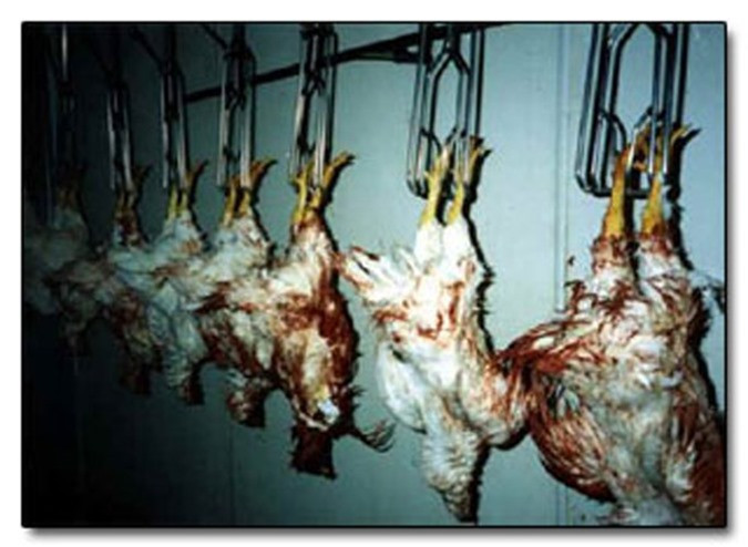 Khác với cách làm những món gà thông thường, con gà hong gió không được làm lông. Thay vào đó, nó bị mổ phanh lúc còn sống nguyên, bỏ nội tạng. Ảnh: Getty