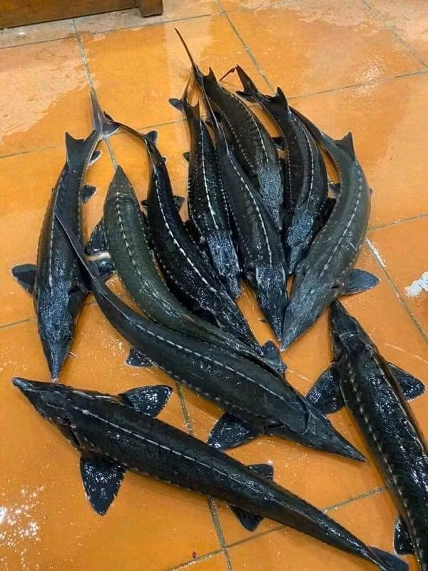 Cá tầm siêu rẻ trên chợ mạng - Hình 2 Ca tam sieu re tren cho mang-Hinh-2