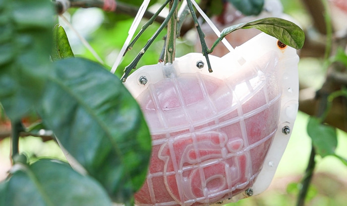 Trước Tết Nguyên đán khoảng 3 tuần, số lượng bưởi đỏ tạo hình chữ tài - lộc tại đây gần như đã được đặt hàng hết. Ảnh: Dân trí