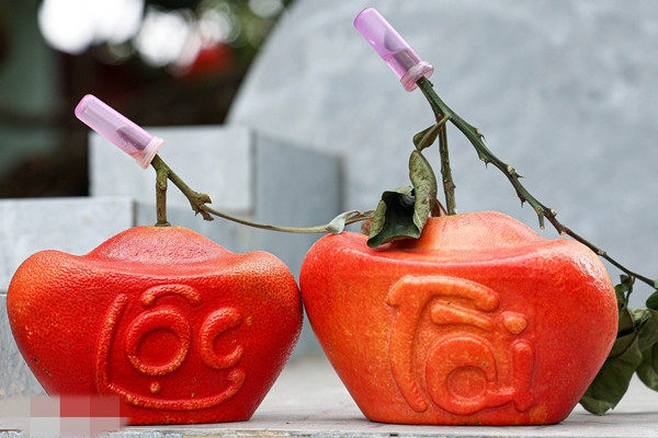 Mỗi quả bưởi tạo hình giá 250.000 đồng. Thương lái tìm tới tận vườn đặt hàng từ sớm, nhà vườn không đủ để bán. Ảnh: Dân trí