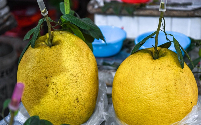 Bưởi Kỳ Đà nặng 4-10 kg cũng được người tiêu dùng ưa chuộng trong dịp Tết Nguyên đán năm nay. Ảnh: Dân trí