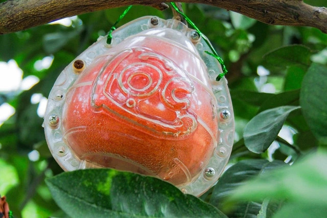 Đặc biệt, bưởi tạo hình hai chữ tài - lộc "đắt như tôm tươi". Ảnh: Người lao động