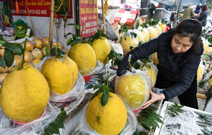 Loại bưởi khổng lồ này có vỏ vàng tươi, căng tròn, tỏa mùi thơm, được khách ưa chuộng