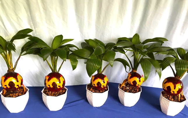 Dừa bonsai hình rồng chào đón xuân Giáp Thìn giá từ 400.000 - 750.000 đồng/cây. Ảnh: Tiền phong