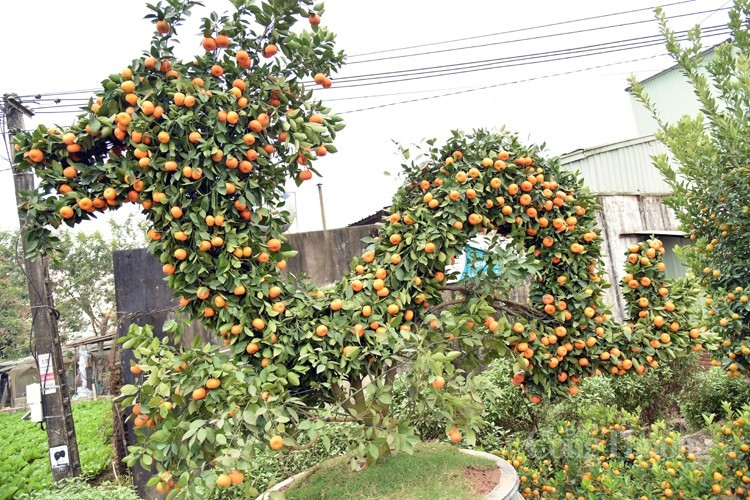 Quýt hình rồng cao gần 2,5m và dài 4,5m được nhiều khách hàng chú ý trước Tết Giáp Thìn 2024. Ảnh: Báo công thương
