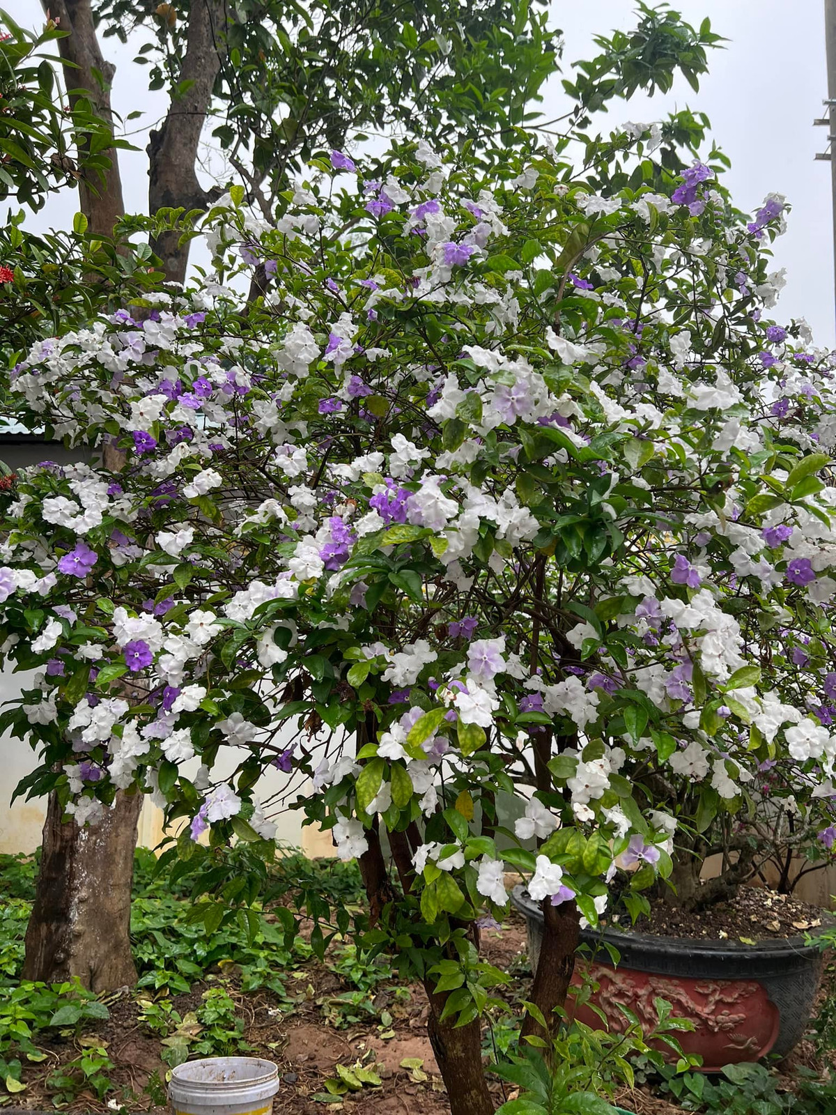 Hoa nhài Nhật rực rỡ, tỏa hương thơm ngào ngạt.