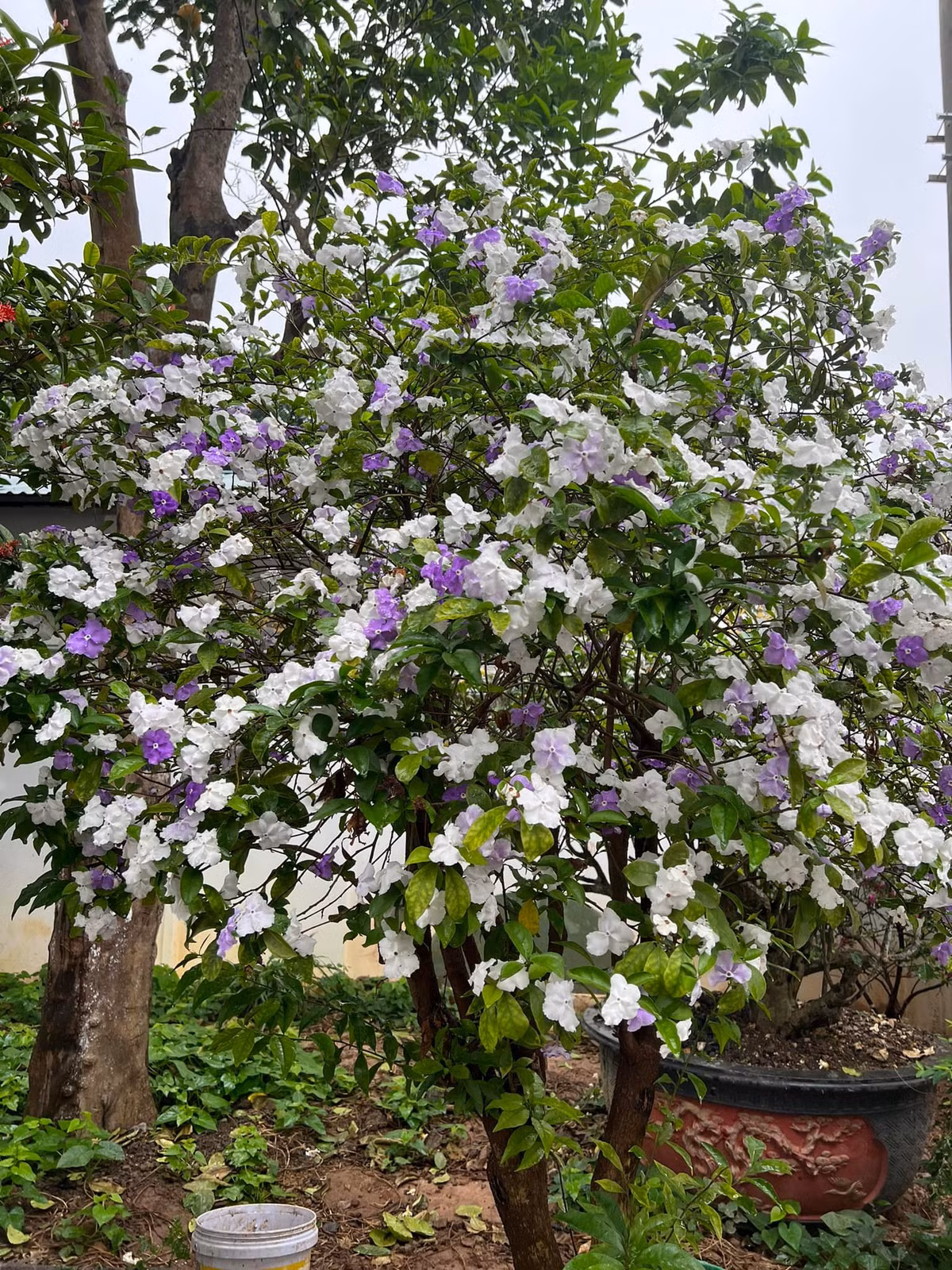 Hoa nhài Nhật rực rỡ, tỏa hương thơm ngào ngạt.