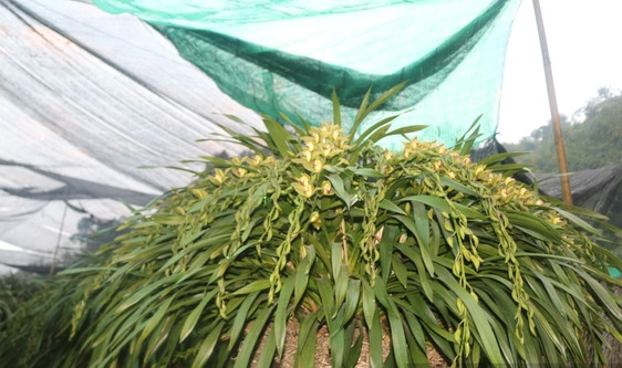 Theo ông Lương Minh Tuấn, địa lan Trần Mộng Sa Pa thường có giá cao hơn các loại lan khác. Bởi, đây là loại lan khó trồng, đòi hỏi người trồng am hiểu kỹ thuật và dày dạn kinh nghiệm để trồng. Ảnh: Dân Việt