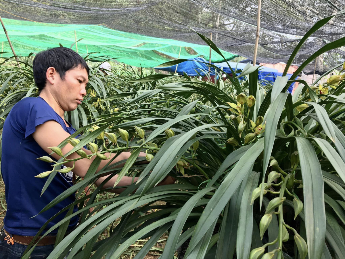 Để trồng được lan Trần Mộng, nhà vườn phải căn chỉnh mức độ nắng gió sao cho phù hợp từng giai đoạn phát triển. Ảnh: Công luận