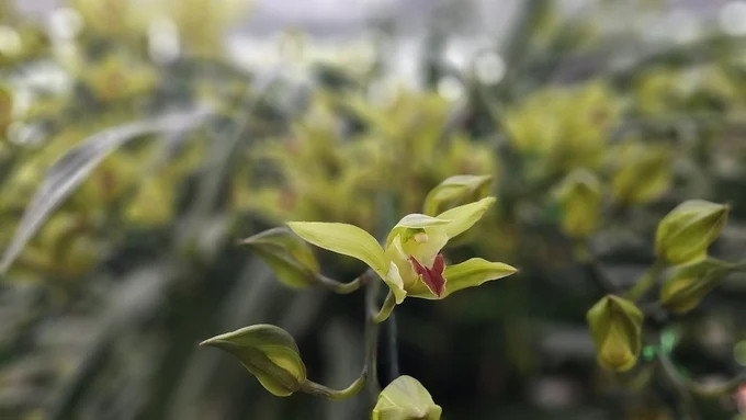 Hoa địa lan Sa Pa có màu vàng chanh hoặc màu xanh ngọc, khi nở hoa tỏa mùi hương quyến rũ. Ảnh: Nông nghiệp