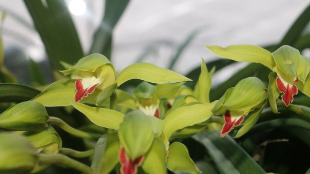 Hoa lan Trần Mộng Sa Pa nở 2 - 3 tháng mới tàn, hợp phong thủy trang trí ngày Tết Nguyên đán nên được nhiều khách có điều kiện kinh tế tìm mua. Ảnh: Dân Việt