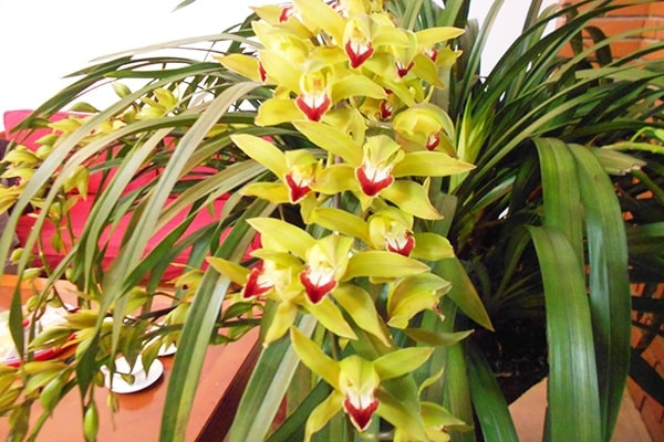 Giá lan Trần Mộng Sa Pa phụ thuộc từng loại, trung bình dao động từ 150.000 - 250.000 đồng/cành; cũng có loại lên đến 500.000 - 700.000 đồng/cành, đặc biệt là loại hoa xanh ngọc, lưỡi đỏ đậm. Ảnh: Facebook