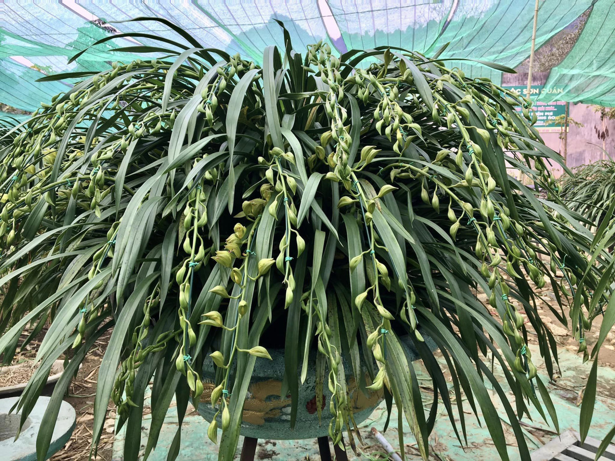 Lan Trần Mộng Sa Pa vốn là loài hoa quý hiếm của rừng nhiên Hoàng Liên được người dân Sa Pa mang về trồng kinh doanh phục vụ thị trường hoa Tết. Ảnh: Công luận