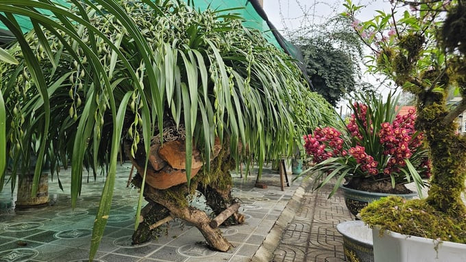 Ông Lương Minh Tuấn ở Tả Phìn (Sa Pa, Lào Cai) cho biết, có đại gia ở Đại Lải (Vĩnh Phúc) đặt thuyền hoa ghép từ hơn 260 cành lan Trần Mộng, trị giá 120 triệu đồng. Toàn bộ là lan Trần Mộng có màu xanh ngọc, trồng tại Tả Phìn. Ảnh: Nông nghiệp