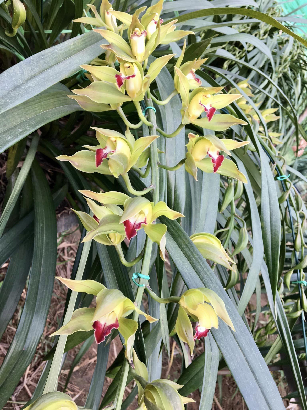 So với địa lan Trung Quốc, địa lan trồng ở Sa Pa hoa nở tốt hơn, lá xanh hơn, mặt hoa nở to và căng, chơi được lâu hơn. Ảnh: Công luận