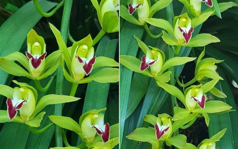 Theo chủ vườn, các dòng lan đắt tiền này không có nhiều. Trên thị trường chủ yếu là lan Trần Mộng giá tầm trung. Ảnh: Vietnamnet